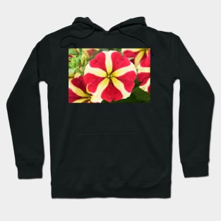 Petunia Amore Queen of Hearts Amore series Hoodie